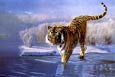 Tiger Siberian Poster