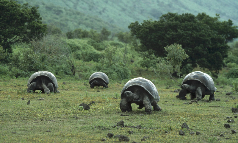 Galapagos Islands Tortoises Pacific Ocean World Wonder