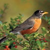 audubon collection, wildlife protection buffalo jigsaw puzzle, american robin