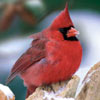 audubon collection, wildlife protection buffalo jigsaw puzzle, northern cardinal