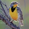 audubon collection, wildlife protection buffalo jigsaw puzzle, western meadowlark