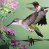 audubon collection, wildlife protection buffalo jigsaw puzzle, ruby-throated hummingbird