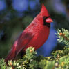 audubon collection, wildlife protection buffalo jigsaw puzzle, northern cardinal