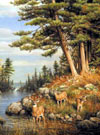 hautman brothers collection by buffalo, deer and pines photo
