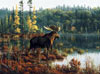 hautman brothers collection by buffalo, black bay moose photo