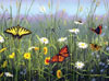 hautman brothers collection by buffalo, butterflies & flowers photo