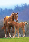 1000 pieces jigsaw puzzle by castorland, mare and foal