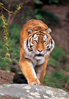 syberian tiger jigsaw puzzle by castorland, 1500 pieces