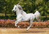 andalusian horse jigsaw puzzle, 1500 pieces by castorland