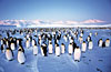 clementoni jigsaw puzzle, 1000 pieces, penguin colony