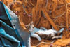 clementoni jigsaw puzzle, 1000-pieces puzzle of a cat in fishing nets, new in the box puzzles,