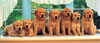 dog family, panorama puzzle, all in a row, clementoni jigsaw puzzle, 1000 pieces