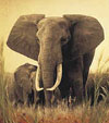 clementoni jigsaw puzzle of an elephant and his baby, 1000 pieces jigsaw puzz