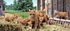ginger cat family, panorama puzzle, clementoni jigsaw puzzle, 1000 pieces