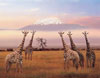 jogsaw puzzles jogsawpuzzles jigsawpuzzle giraffe puzzle