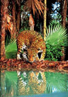 1500 piece jigsaw puzzle of a leopard by clementoni