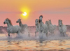 Camargue Horses View Jigsaw Puzzle made by Clementnoi JigsawPuzzles # 31991