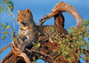 jaguar clementoni jigsaw p[uzzle 1000pieces in a tree