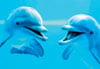 clementoni jigsaw puzzle, 1000 pieces, dolphins