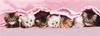 kittens under blanket, panorama puzzle, clementoni jigsaw puzzle, 1000 pieces