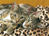 The Eyes of the Cats, 2 cats laying side by side, 1000 pieces jigsaw puzzle made by clementoni # 392