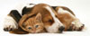 dog and cat best friends photograph jigsaw-puzzle-1000-pieces ravensburger