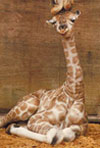 mother giraffe kissing baby giraffe photograph jogsaw puzzles jogsawpuzzles jigsawpuzzle giraffe puz