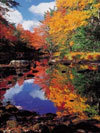indian summer in canada Ravensburger 1000 Piece Jigsaw Jungle Puzzle # 153435