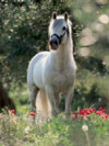 Andalusian Horse 1000Piece JigsawPuzzle manufactured by Ravensburger JigsawPuzzles