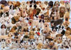 Dogs Galore Ravensburger Jigsaw Puzzle 1000 Pieces # 156306 made by Ravensberger Germany Games & Puz