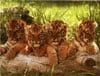 1000Piece JigsawPuzzle by Ravensburger # 158683 titled wildcats