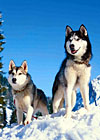jigsaw puzzle photograph of huskies in the snow