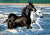 horses at seaside 1500 piece puzzle ravensburger photo by bob langrish