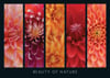 Herzig Fotographie Beauty of Nature Flower Collage 1000 Pieces Jigsaw Puzzle by Ravensburger Puzzles