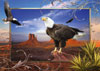 majestic eagle beautiful bird of the USA ravensburger 1000 piece jigsaw puzzel # 191895