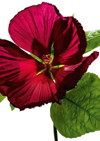 Richard Fischer's Hibiscus Flower with Gloss Effect 1000 Pieces Jigsaw Puzzle by Ravensburger Puzzle